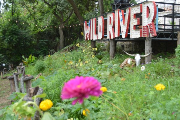 Summer in Bloom