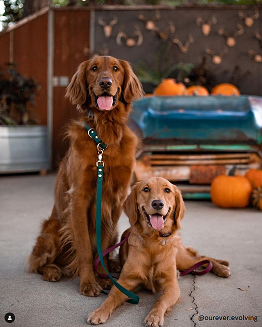 Dog Friendly